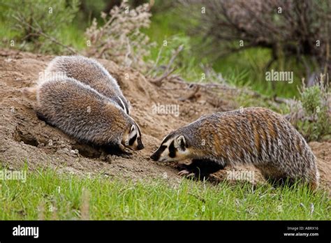 American Badger Adult With Babies At Den In Yellowstone National Park