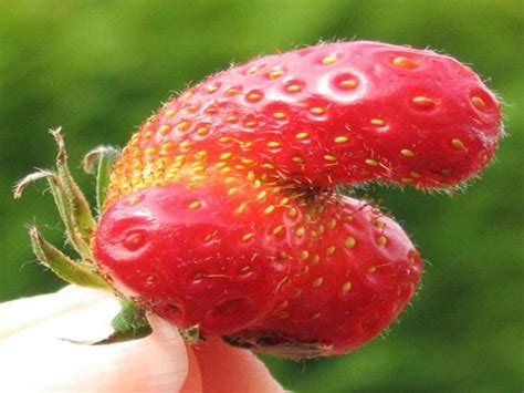 10 Best Sexual Fruits Images On Pinterest Fruit Mother Nature And 30 Years