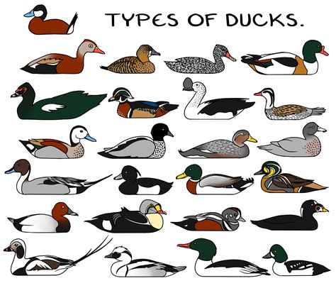 Types Of Ducks — Weasyl