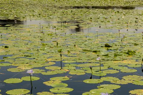 Pond Full Of Lily Pads High Quality Nature Stock Photos Creative Market