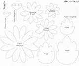Flower Template Daisy Coloring Flowers Magic Chamomile Paper Matricaria Pages Templates Kids Margaritas Disney Flores Daisies Patrones Print Choose Board sketch template