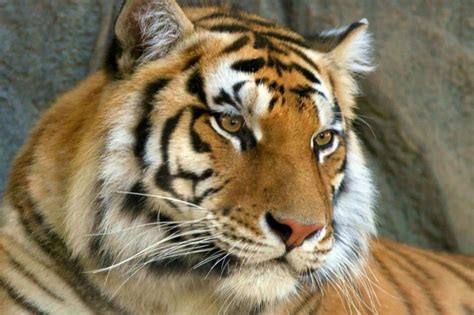 Protection Of Endangered Species Siberian Tiger Russian Geographical