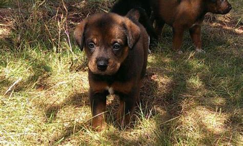 Adorable Labrottweiler Mix Puppies For Sale In Olympia Washington