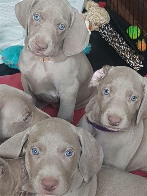 Stunning Kc Registered Weimaraner Puppies In Llanelli