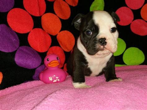 Akc English Bulldog Puppies Rare Black Seal Babies For Sale In