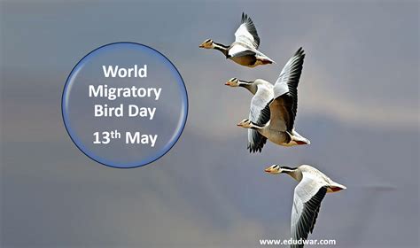 World Migratory Bird Day 204 History Activities And Much More Edudwar