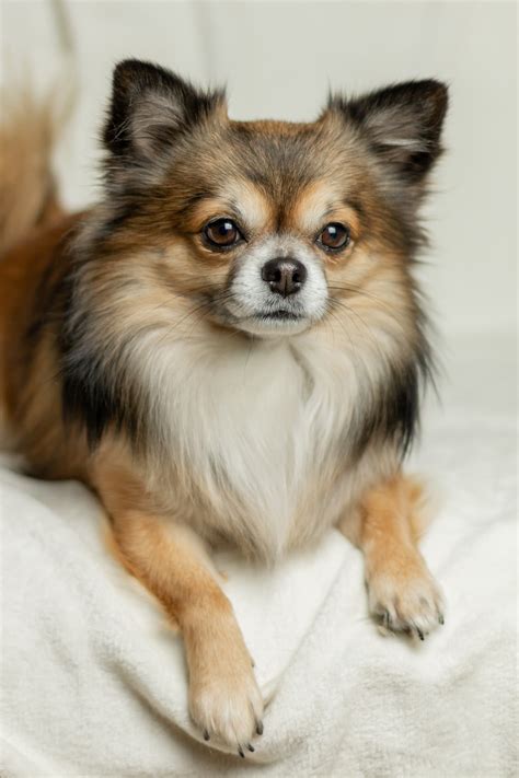 A big eared, small body type, animal. Long Haired Chihuahua Hair Cuts: A Guide to Grooming with ...