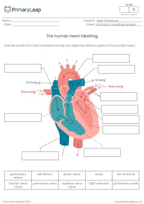 Science Circulatory System Quiz Worksheet Uk