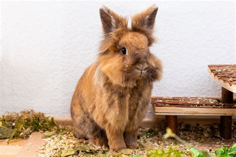 Top 5 Der Beliebtesten Kaninchenrassen In Kurzportraits Herz Fuer