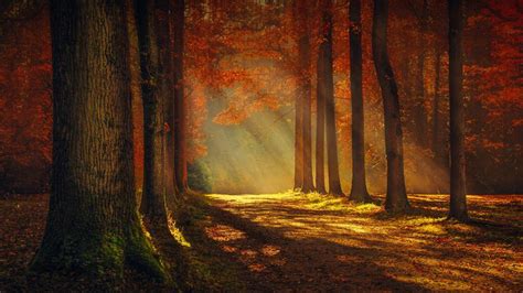 Sunlight Through The Autumn Forest 4k Ultrahd Wallpaper
