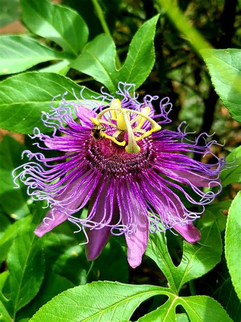 Purple Passion Flower In Garden With Bee Stock Image Image Of Nature