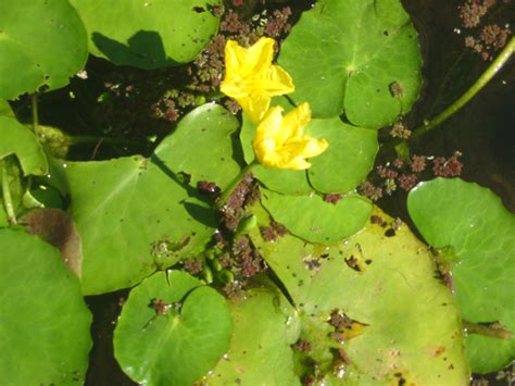 Yellow Floating Heart Increases In South Lake Lcc