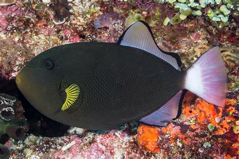 Pinktail Triggerfish Dark Phase Melichthys Vidua Flickr