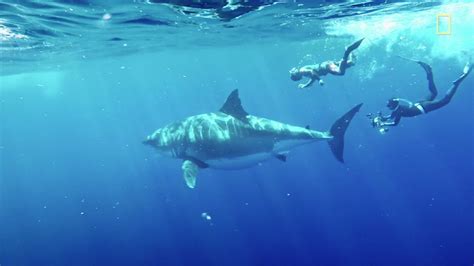 Deep Blue One Of Worlds Largest Great White Sharks Caught On Camera In New Footage From