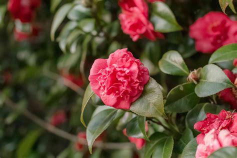 Camellia Plant Care And Growing Guide
