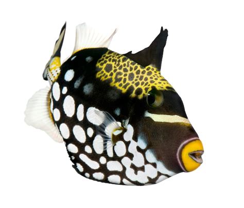 Premium Photo Clown Triggerfish Fish Balistoides Conspicillum On