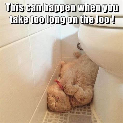 this can happen lolcats lol cat memes funny cats funny cat pictures with words on them