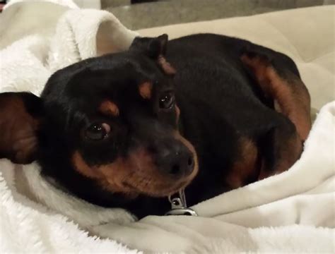 Max 3 Year Old Purebred Min Pin Seeks Quiet Adults Only