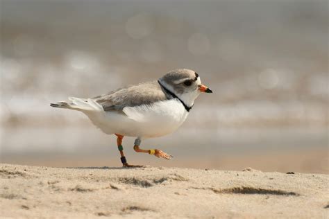 Endangered Piping Plovers Are Recovering But Still Need Human Help