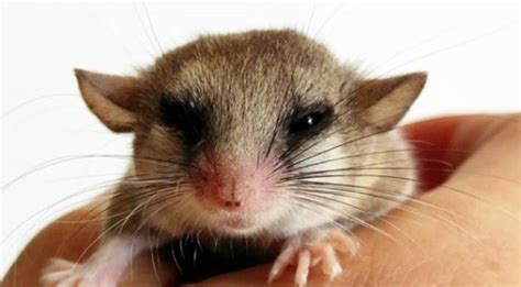 10 Best Small Rodents To Keep As Pets Petpress
