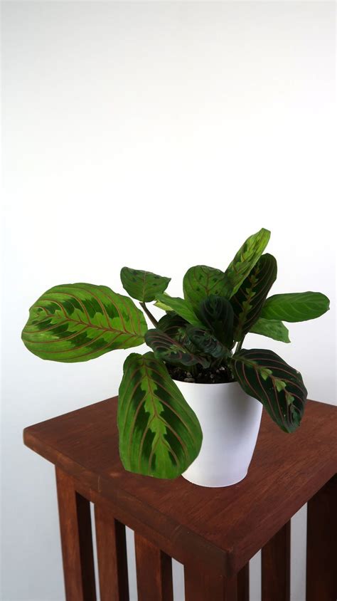 Prayer Plant Red Maranta Air Purifying Indoor Plant Live Etsy