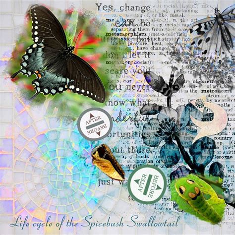 Spicebush Swallowtail Snickerdoodledesigns The Studio