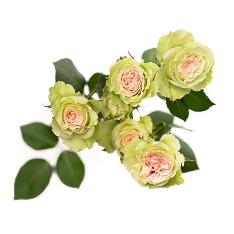 Brilliant Stars® Creamcoral Spray Rose Esmeralda Farms Wholesale Flowers