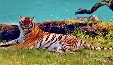 Beautiful Tiger Photograph By D Hackett Fine Art America
