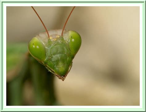 Mante Religieuse Dictyoptère Mantide Mantis Religiosa Flickr