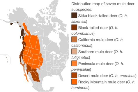 About The Deer — The Sitka Black Tailed Deer Coalition