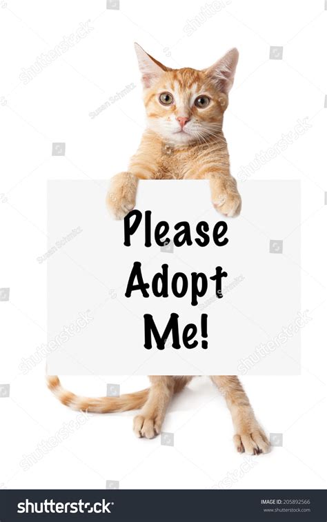Lastly, newborn kittens can also get the coccidiosis infection from their mothers. An Orange Kitten Standing And Holding A Sign That Says ...