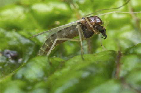 Gnat Control Treatments For The Yard Garden And Home