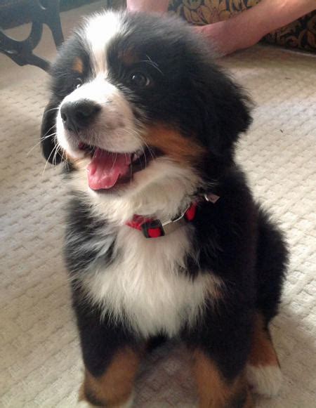 Monk The Bernese Mountain Dog Puppies Daily Puppy