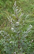 Artemisia vulgaris - Wikipedia, la enciclopedia libre