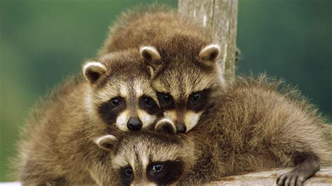 Bear Raccoon Animals Bear Little Cute Raccoons Bears Types Photos Hd