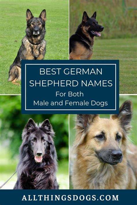 The Best Male And Female German Shepherd Names German Shepherd Names