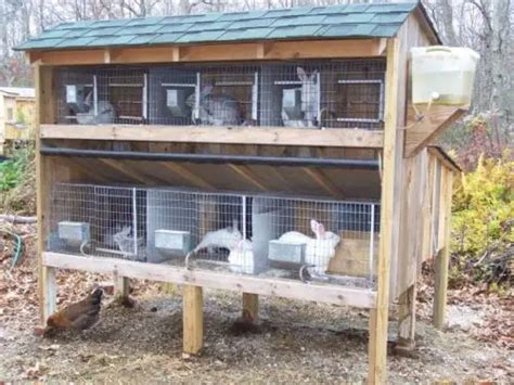How To Build Or Buy The Right Rabbit Cage