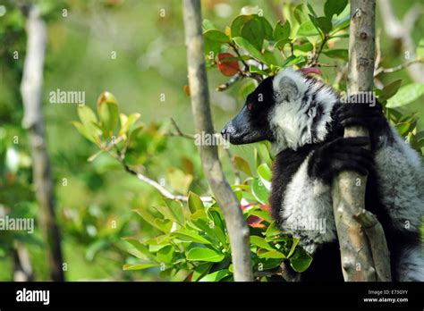 Madagascar Andasibe Ile Aux Lemuriens Black And White Ruffed Lemurs