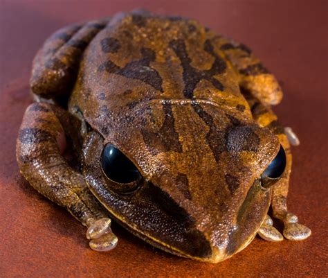 Free Images Toad Reptile Amphibian Fauna Tree Frog Close Up