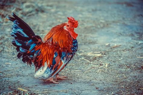 Cockerel Chicken Poultry Free Photo On Pixabay Pixabay