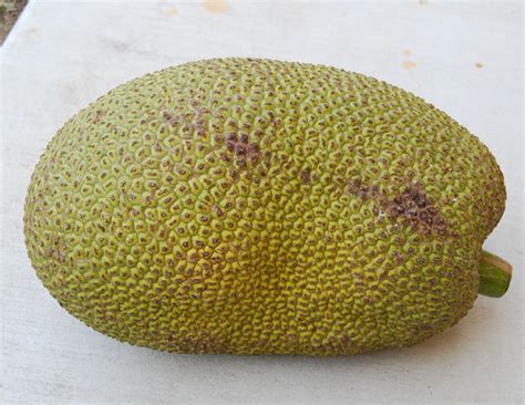 We Love Our Bangladesh Jackfruit Kathal National Fruit Of Bangladesh