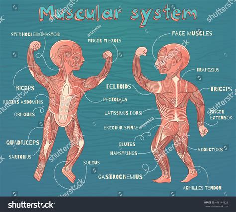 Human Muscular System Kids Vector Color Vector Có Sẵn Miễn Phí Bản