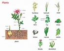 plant noun - Definition, pictures, pronunciation and usage notes ...