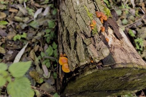 Honey Fungus Armillaria Mellea Growing On A Rotten Tree Stock Photo