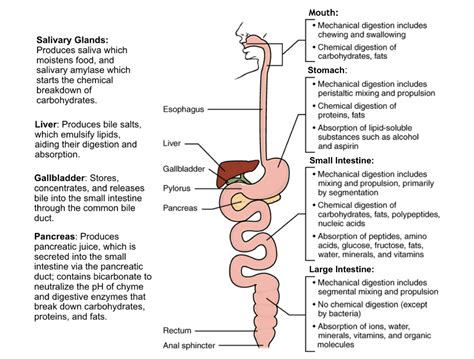 34 The Digestive System Medicine Libretexts