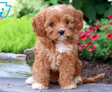 Have your puppy transported to you via car or van. Cavapoo Puppies For Sale | Puppy Adoption | Keystone Puppies