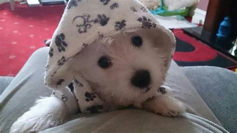 After A Bath Chillin From A Fb Account Westie Dogs Westie