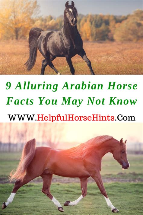 9 Alluring Arabian Horse Facts Horse Facts Horses Arabian Horse