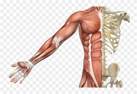 In fractures of humerus triceps muscle is usually functioning wirst drop and contents of snuffbox: Muscle Png Picture - Skeletal Muscle, Transparent Png ...