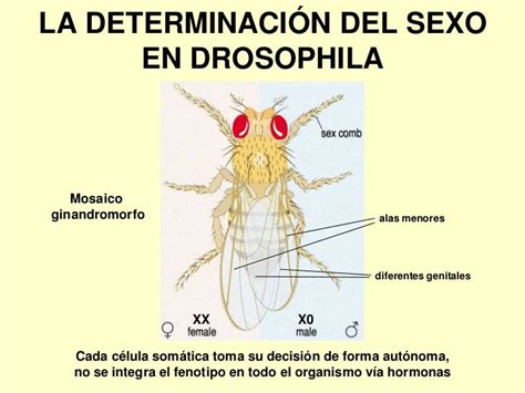 determinacion sexo drosophila joaquín royo